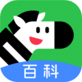斑馬百科