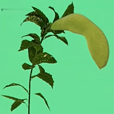 植物大戰(zhàn)僵尸寫實(shí)版手機(jī)版